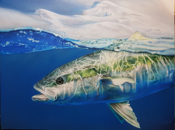 Yellowtail Kingfish Canvas Print 406 x 305mm 35mm Frame