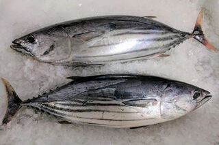 Scenic Coast Bonito bait - Art of Fishing